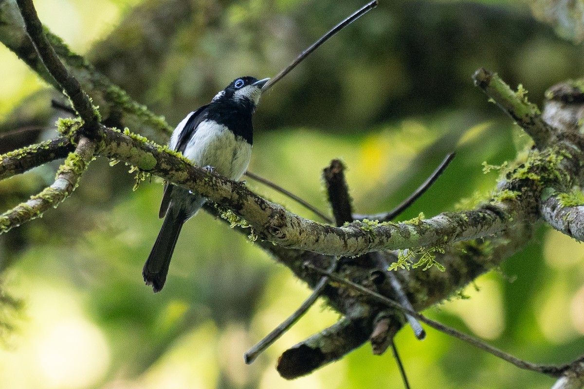Pied Monarch - ML647372295