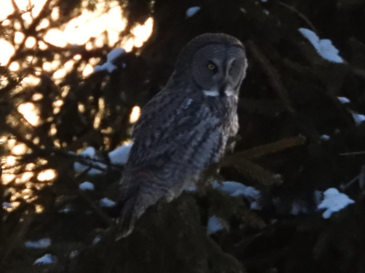 Great Gray Owl - ML647372306