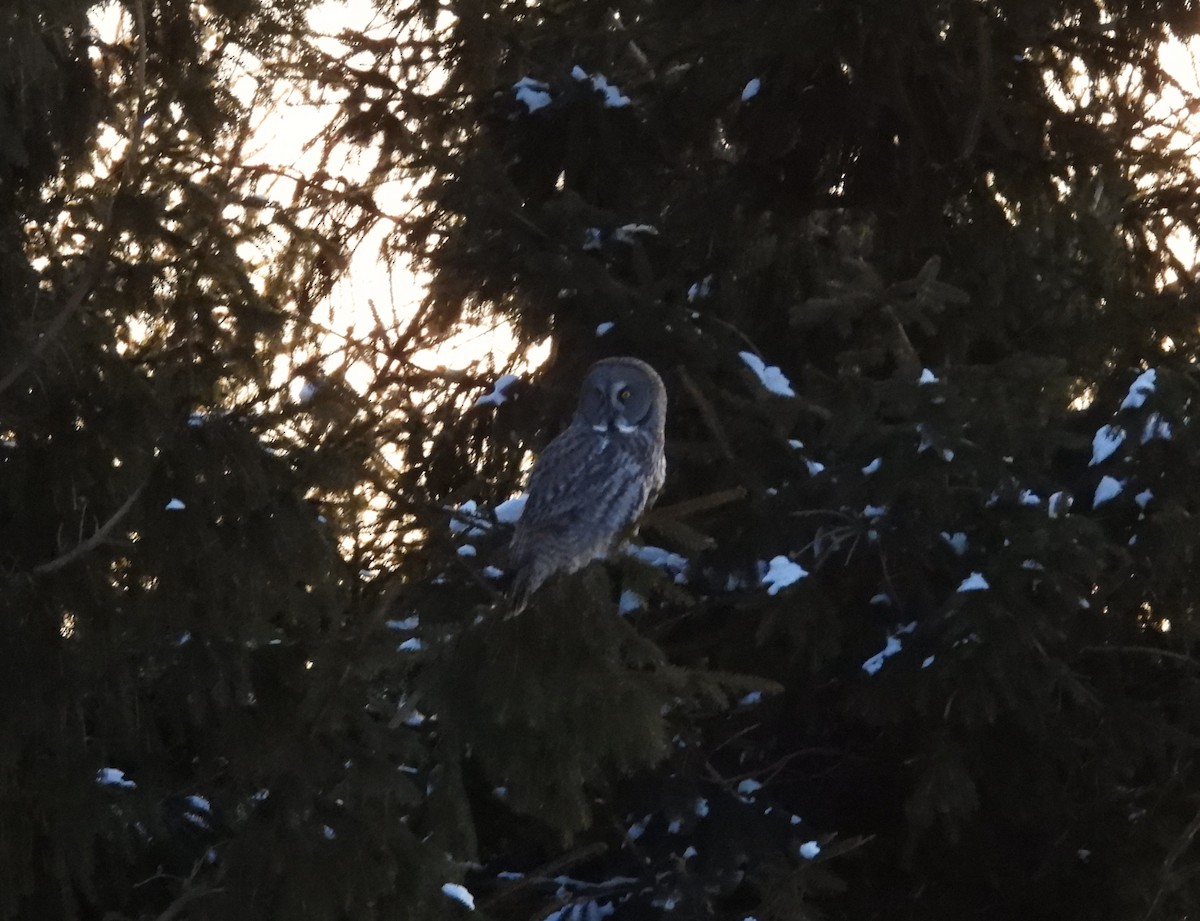 Great Gray Owl - ML647372307