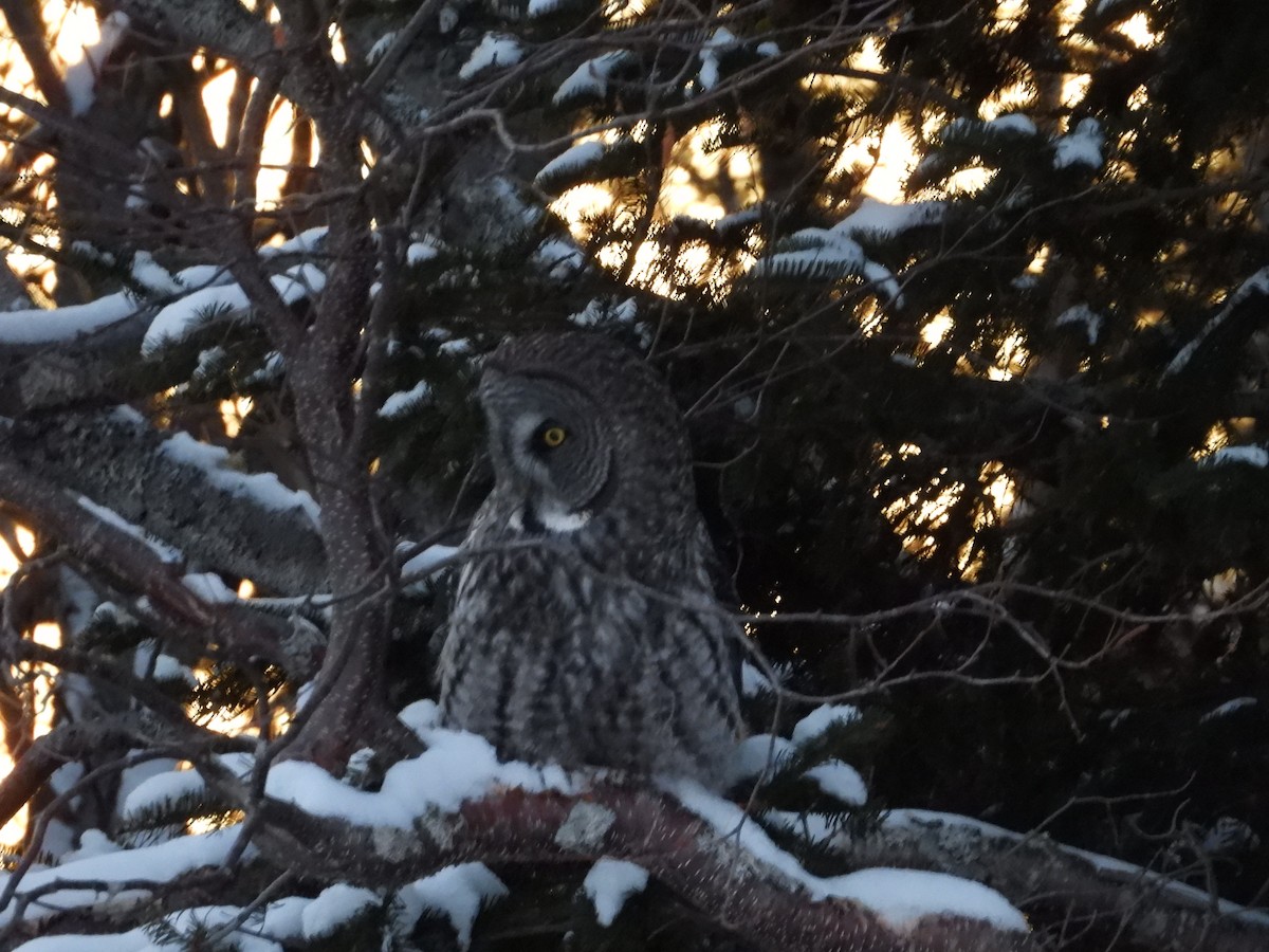 Great Gray Owl - ML647372308