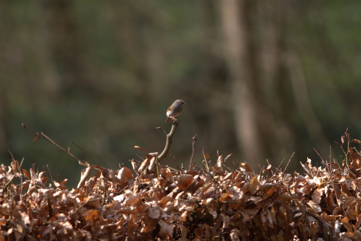 Dunnock - ML647372310