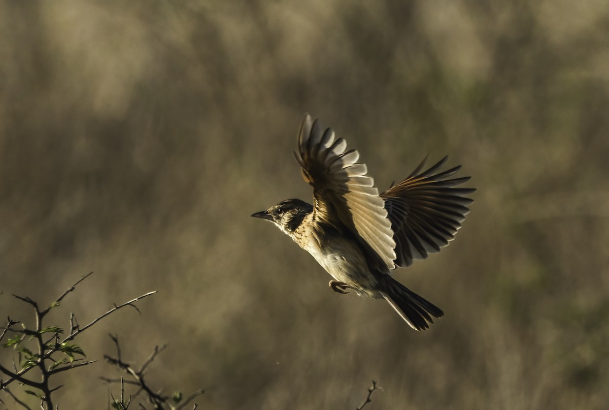 Rufous-naped Lark (Rufous-naped) - ML647372311