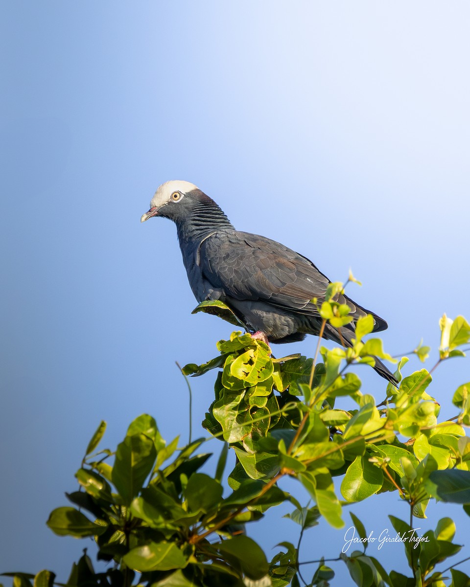 Белошапочный голубь - ML647372312