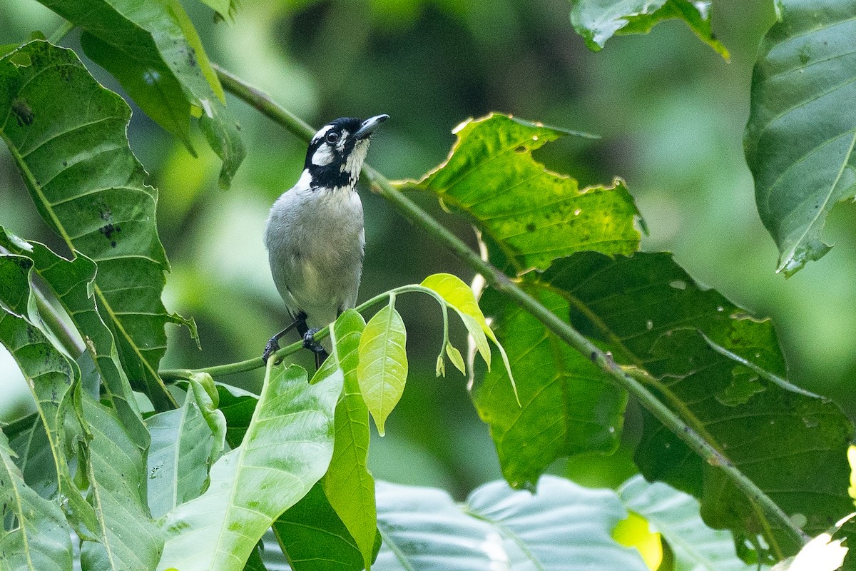White-eared Monarch - ML647372319