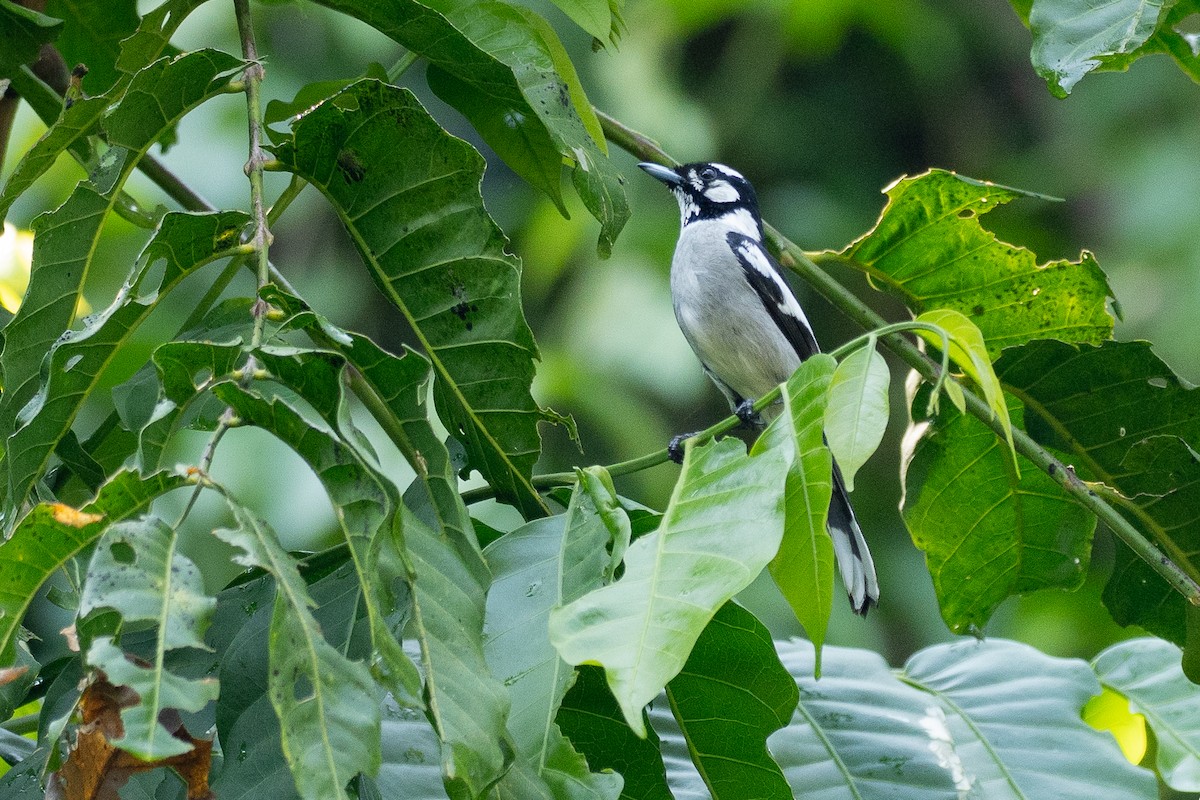 White-eared Monarch - ML647372320