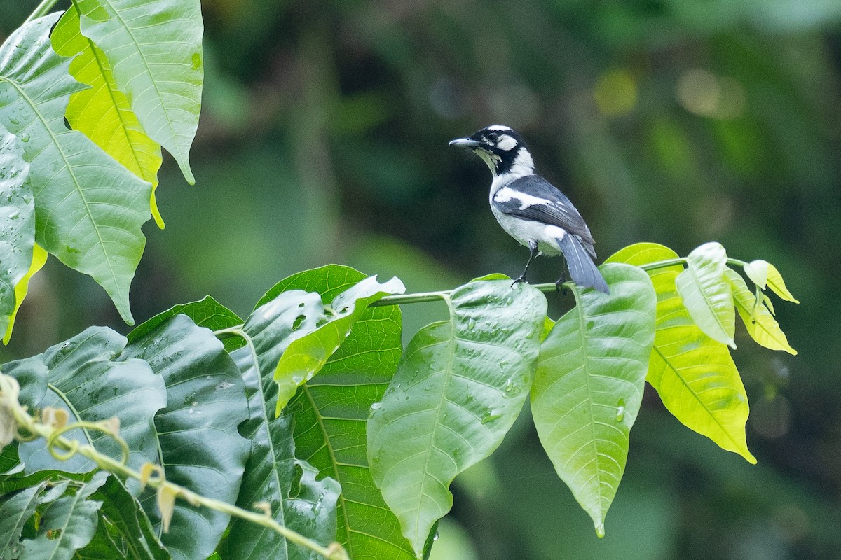 White-eared Monarch - ML647372321