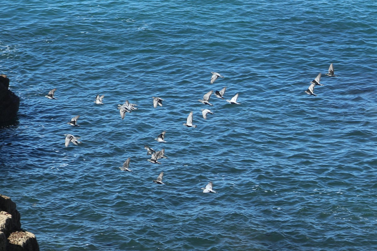 Rock Pigeon (Feral Pigeon) - ML647372325