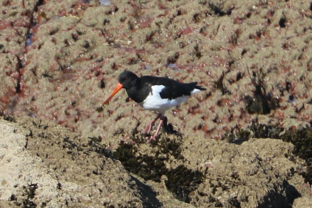 Eurasian Oystercatcher - ML647372328
