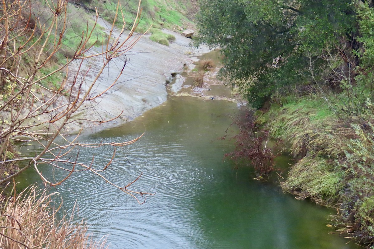 Canard branchu - ML647372336