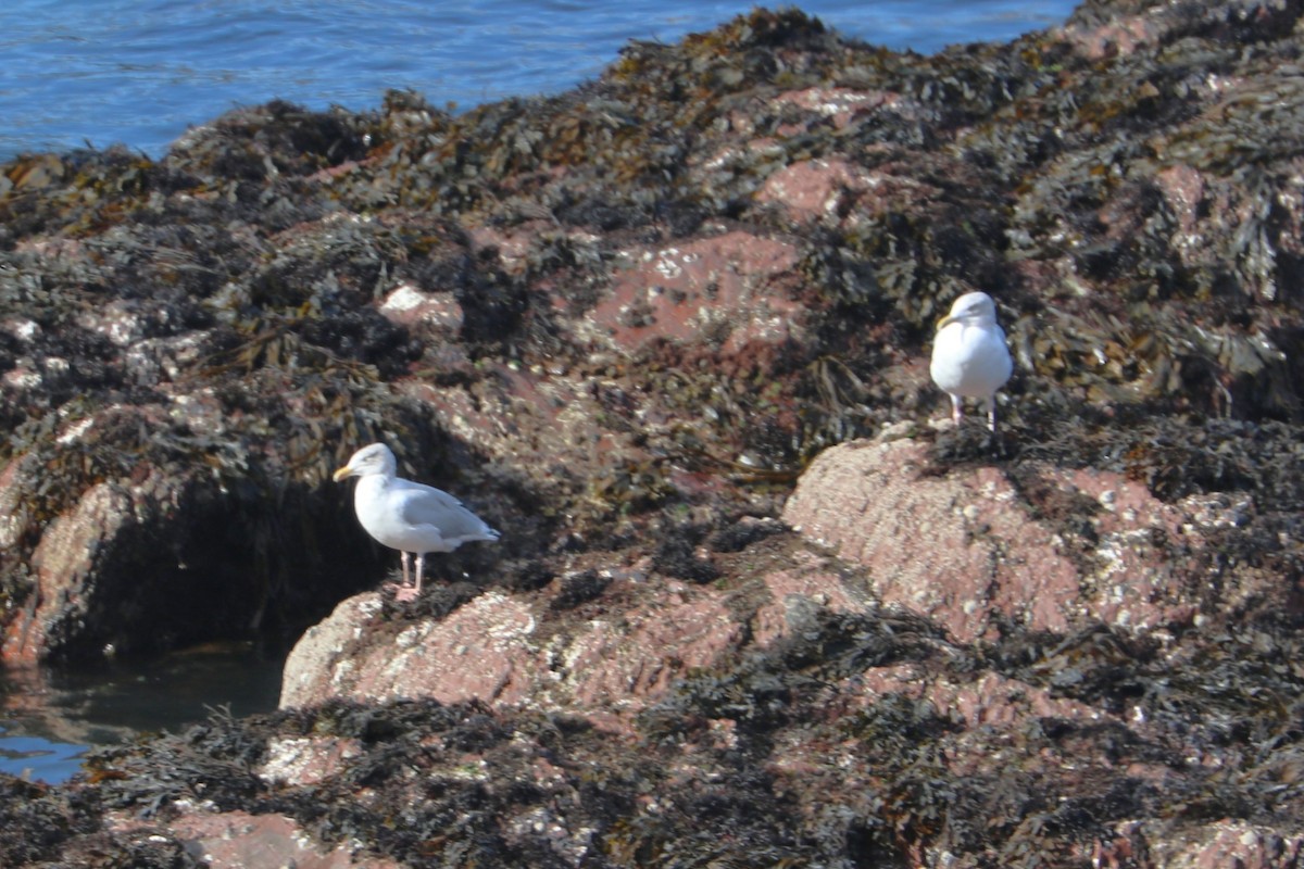 European Herring Gull - ML647372348