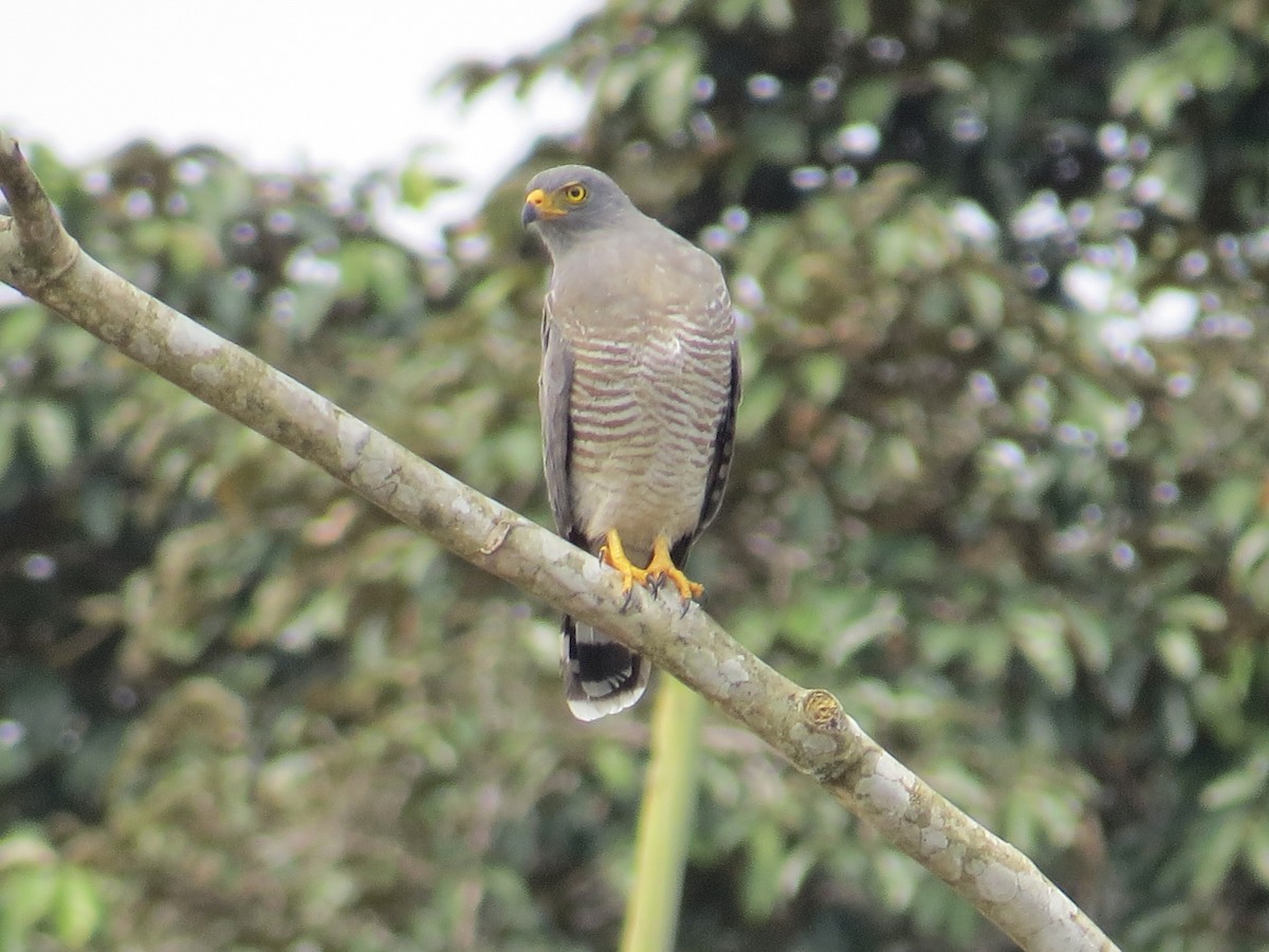 Roadside Hawk - ML647372351