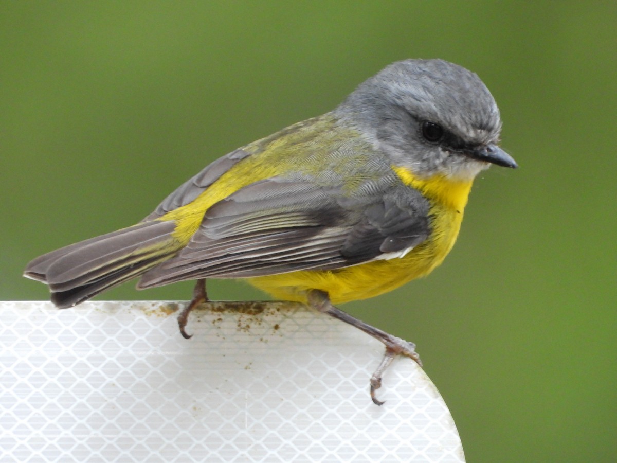 lejsčík žlutý - ML647372357