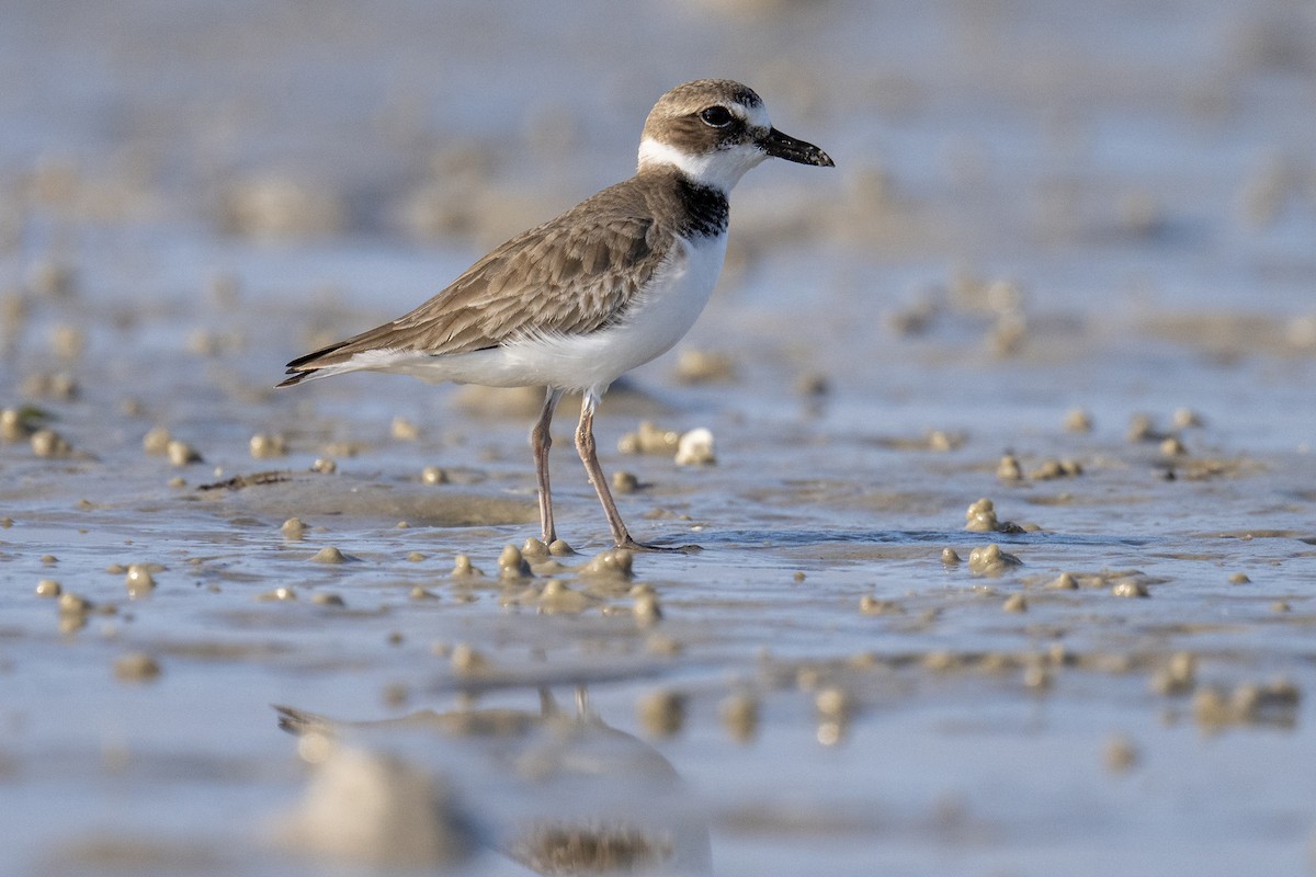 kulík tlustozobý - ML647372366