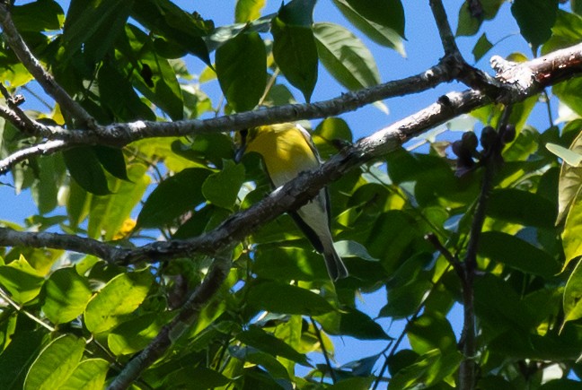 Yellow-throated Vireo - ML647372375