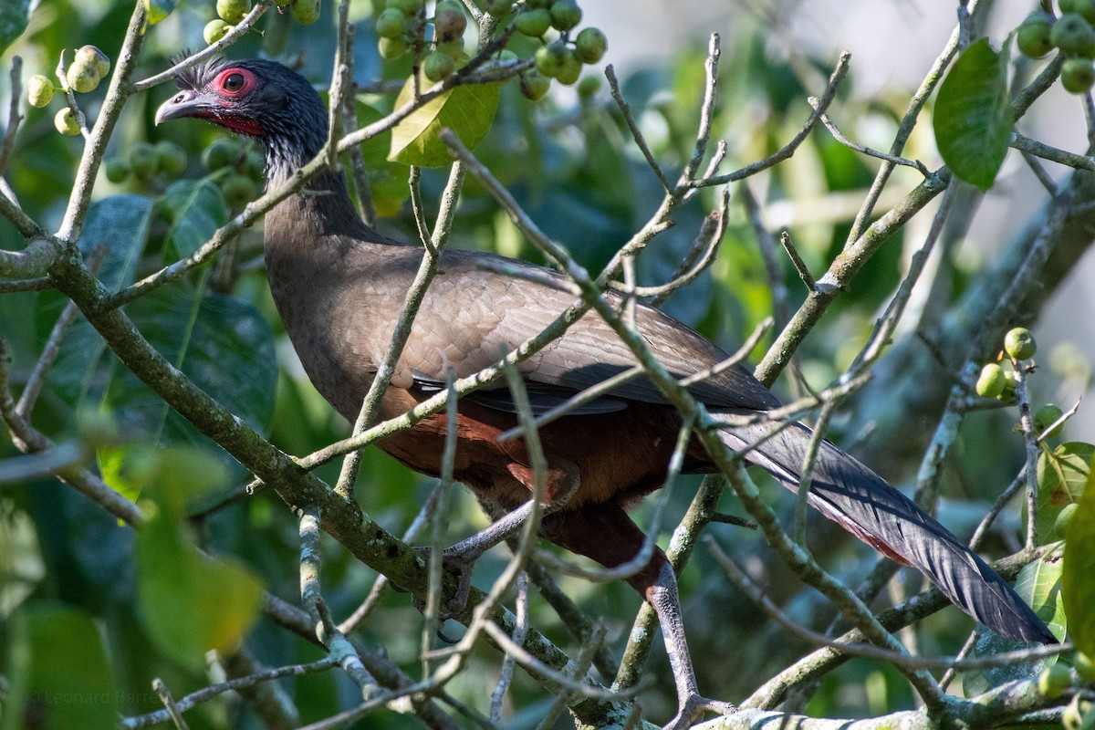 Rufous-bellied Chachalaca - ML647372387