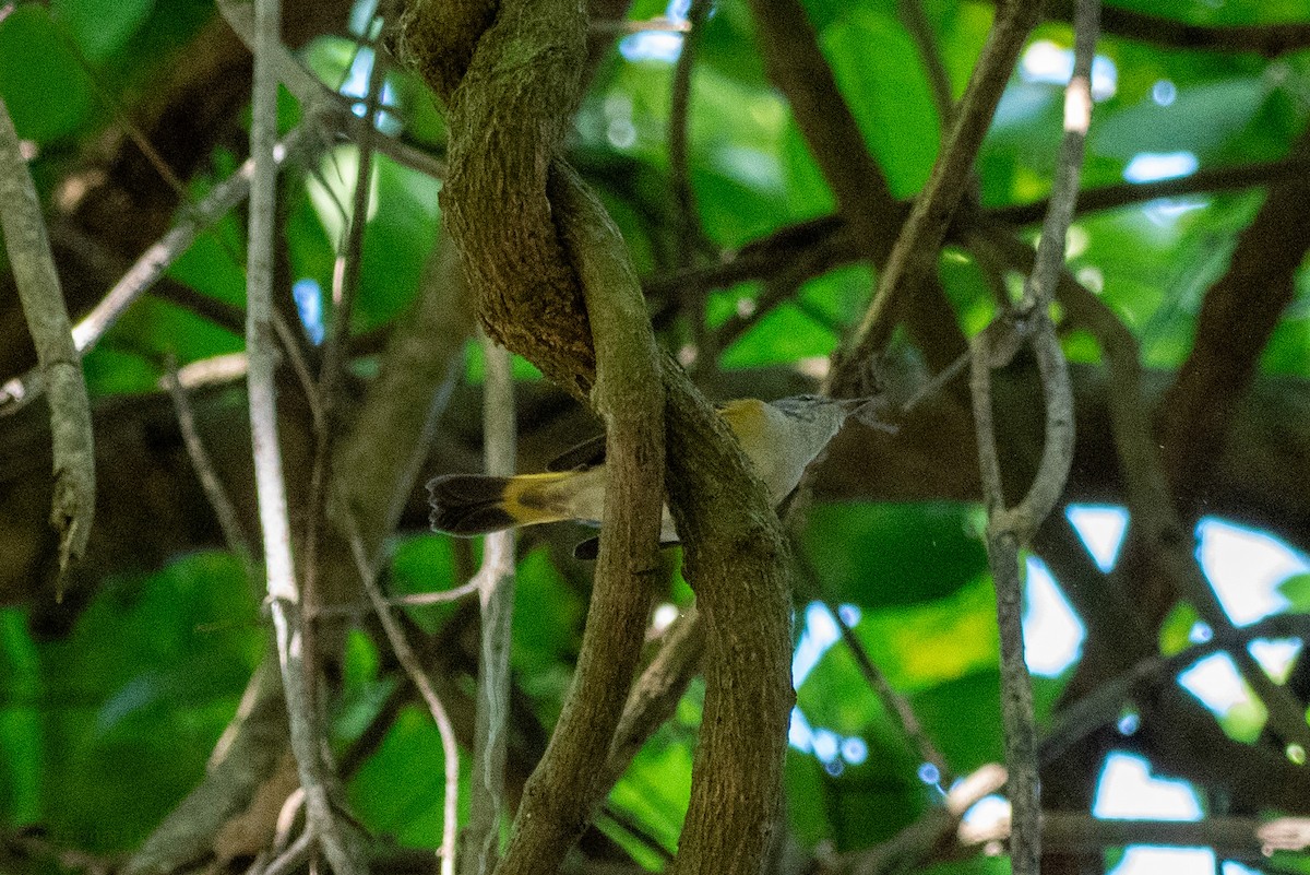 סבכון חכלילי - ML647372390