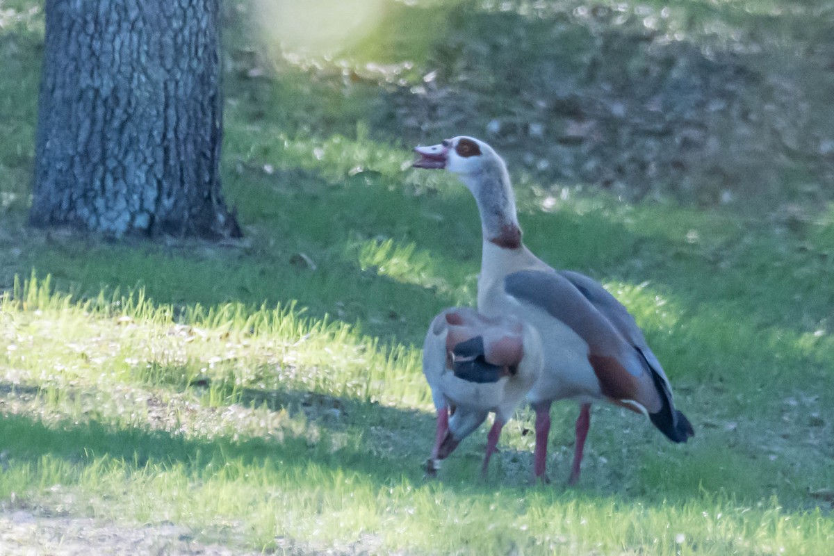 Egyptian Goose - ML647372393