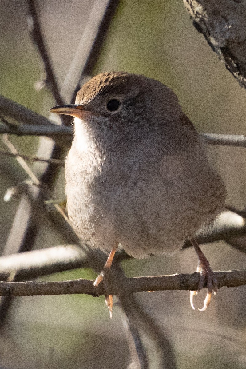 Northern House Wren - ML647372397