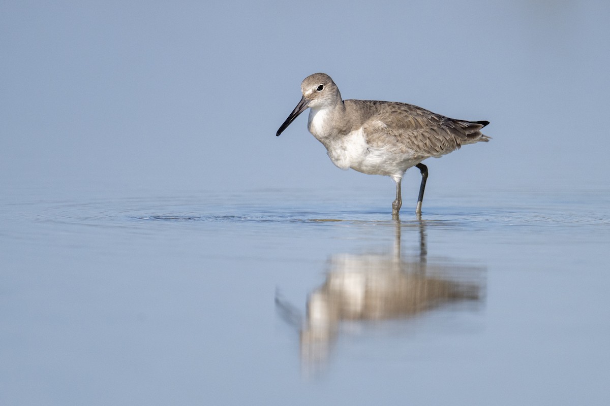 vodouš břehoušovitý - ML647372400