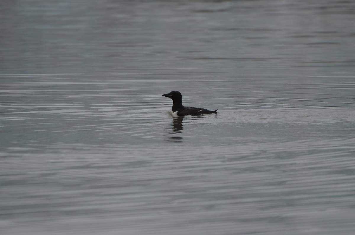 Толстоклювая кайра - ML647372423