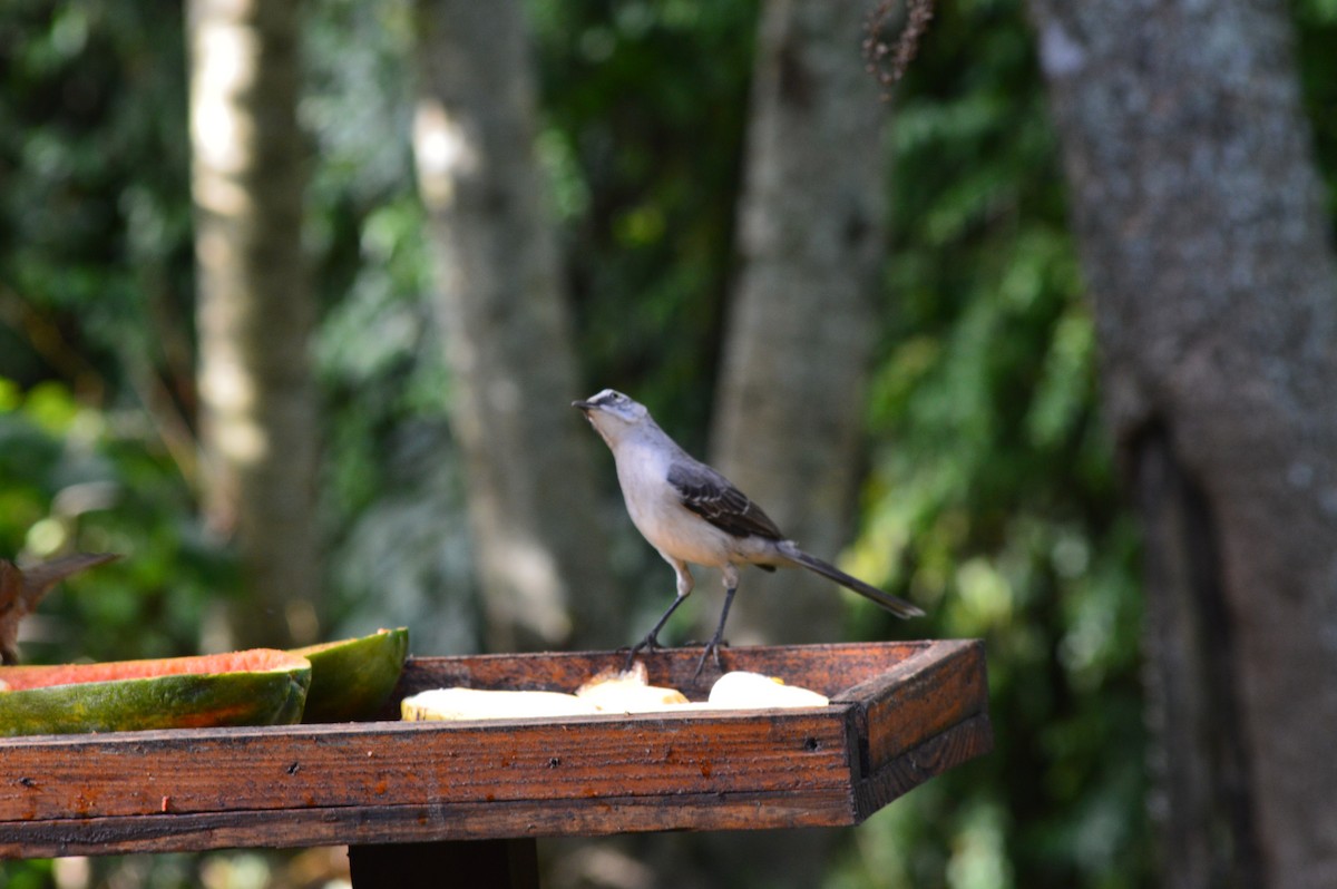 Tropikal Taklitçi - ML647372426