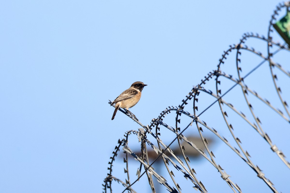 European Stonechat - ML647372436