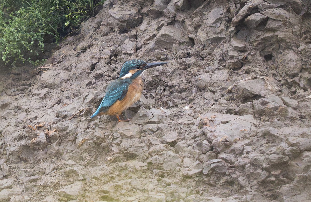 Common Kingfisher - ML647372445