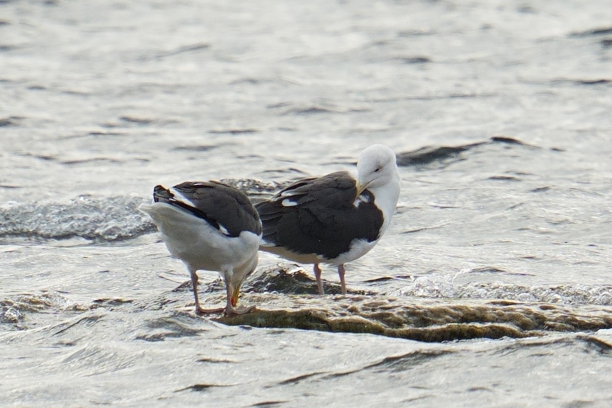 racek mořský - ML647372447