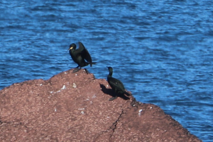 European Shag - ML647372448