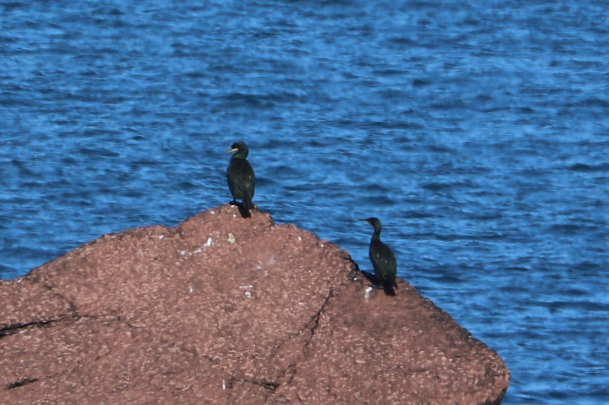 European Shag - ML647372451