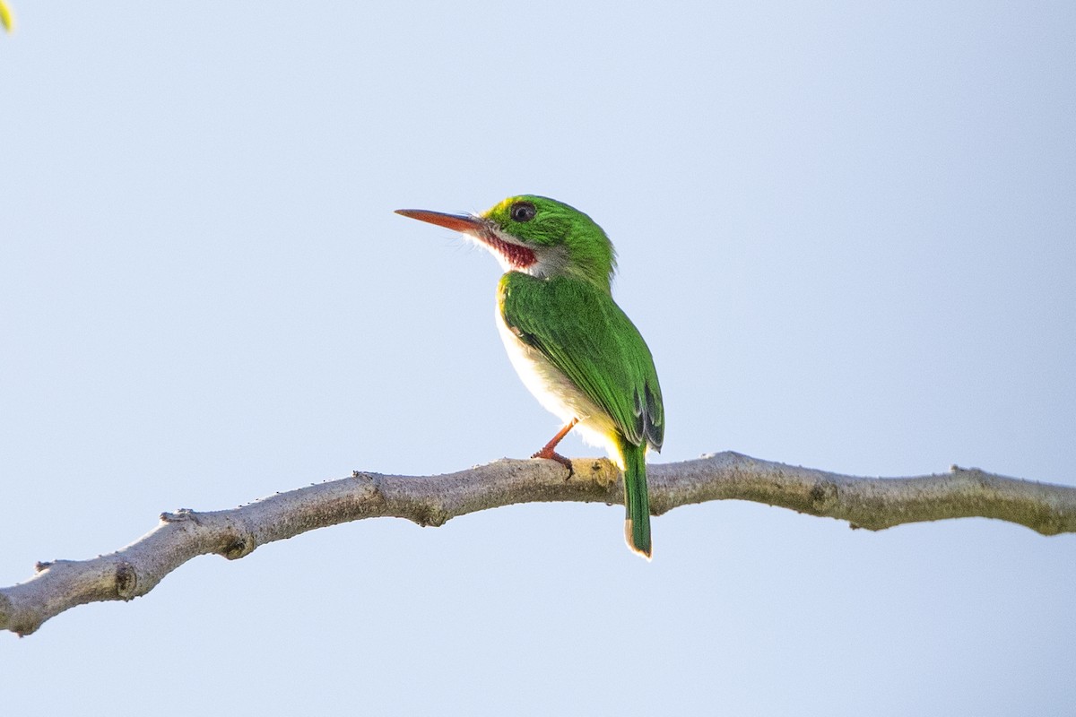 Broad-billed Tody - ML647372468