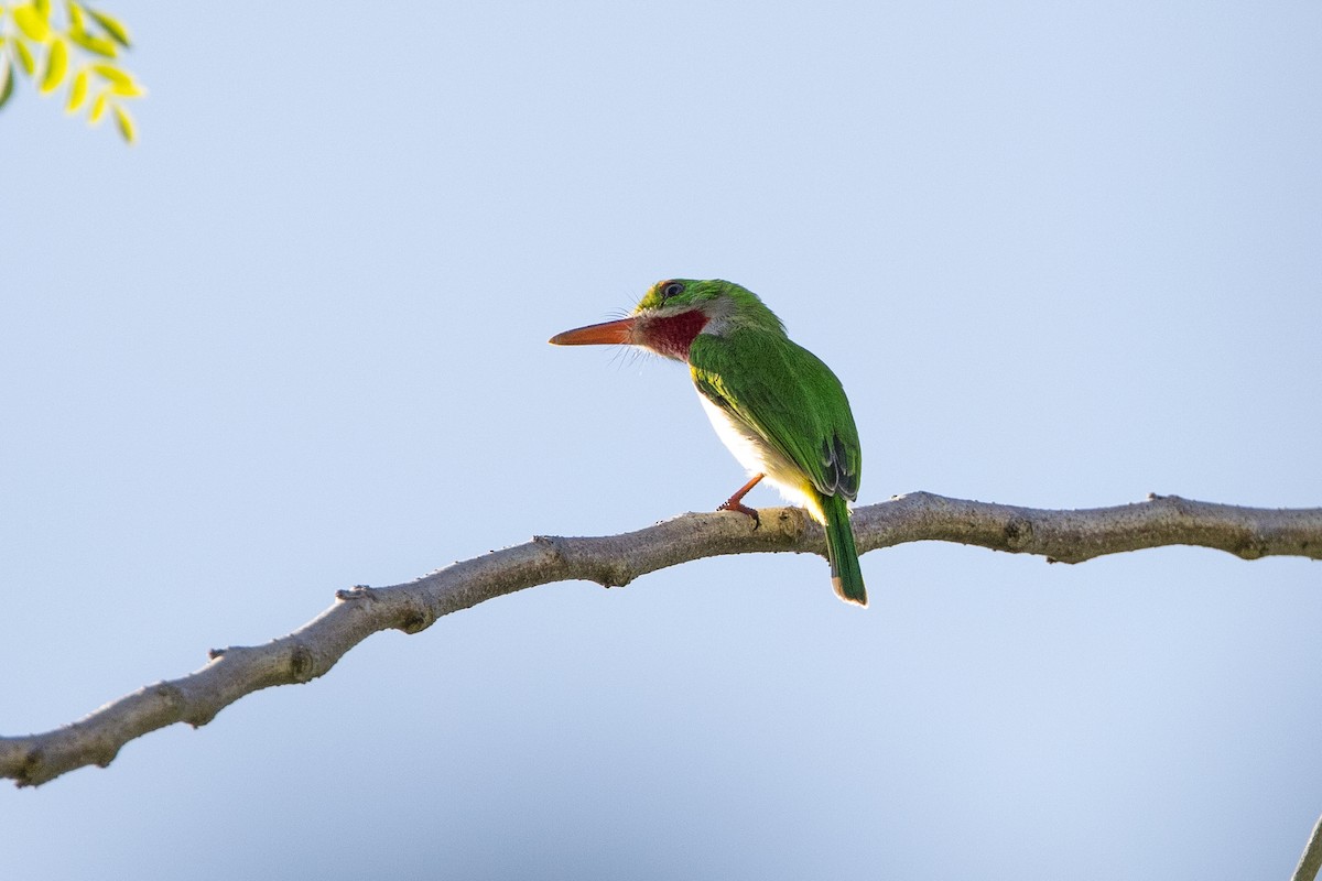Broad-billed Tody - ML647372469