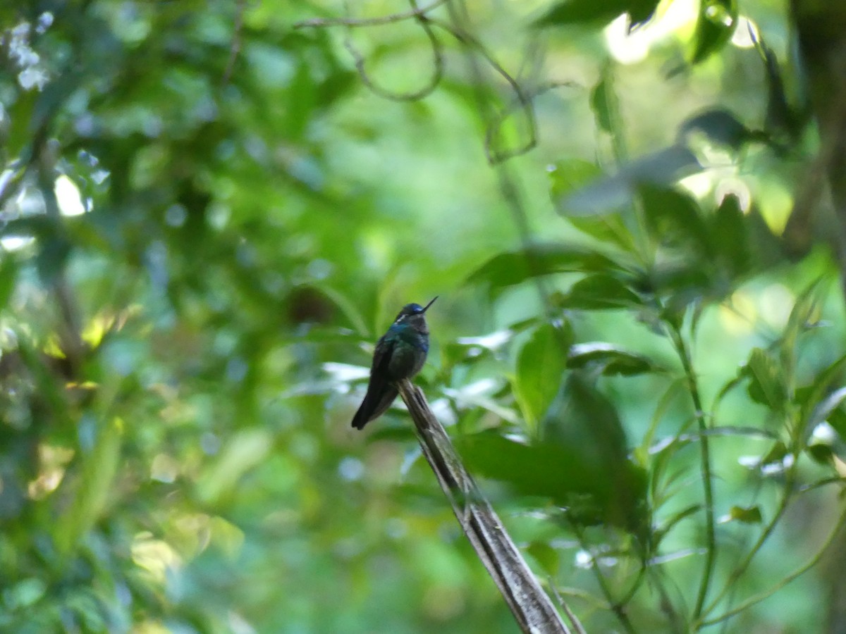 Purple-throated Mountain-gem - ML647372472