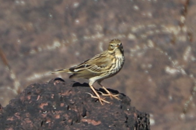 Meadow Pipit - ML647372474