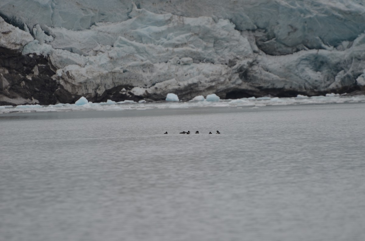 Толстоклювая кайра - ML647372475