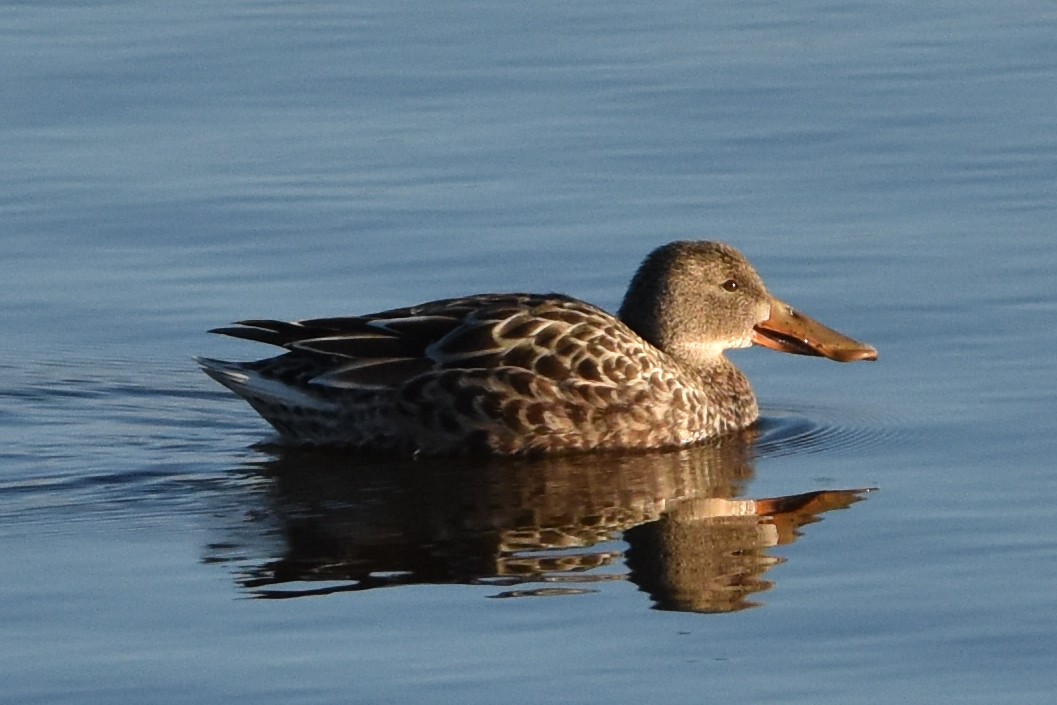 Northern Shoveler - ML647372479