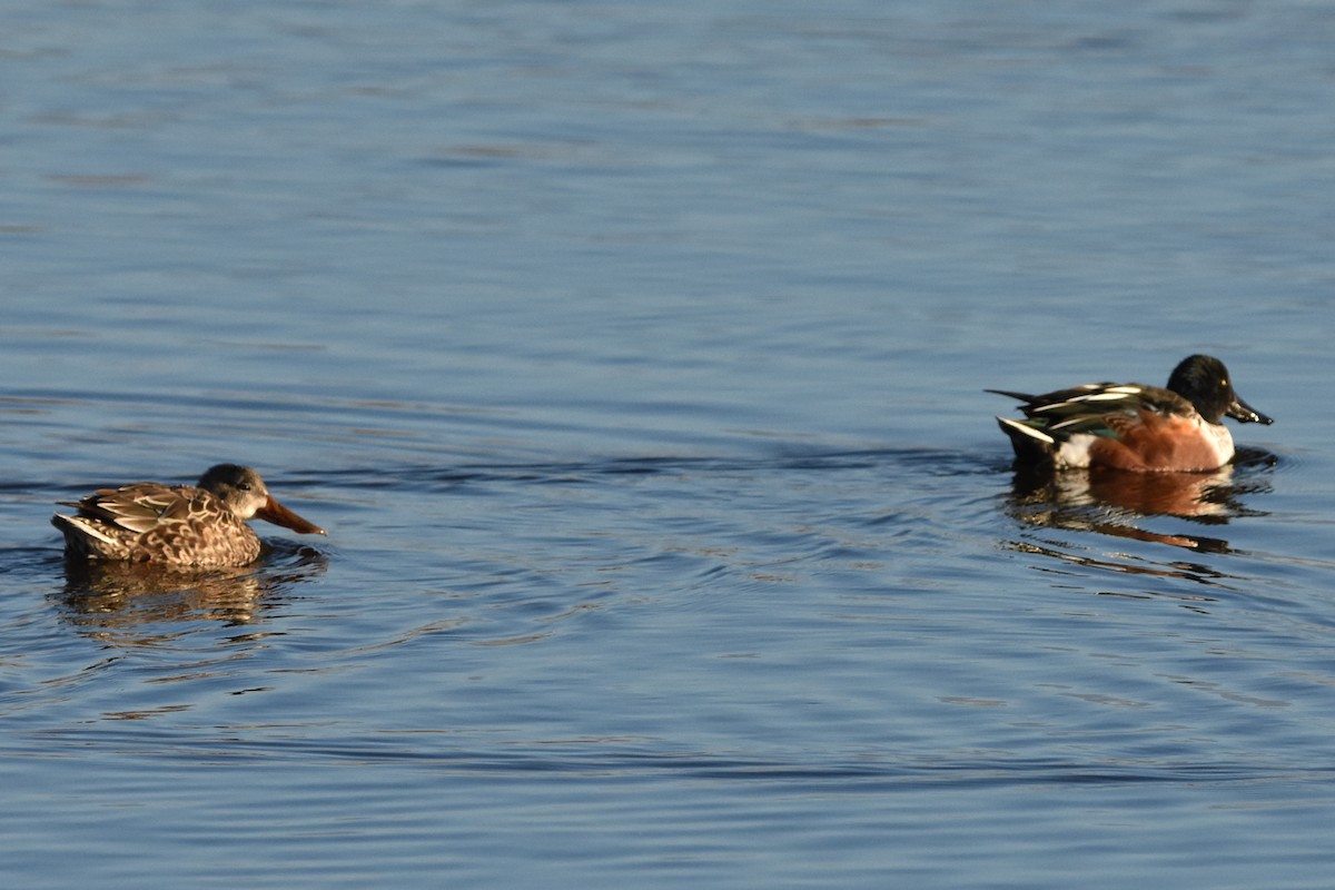 Northern Shoveler - ML647372480