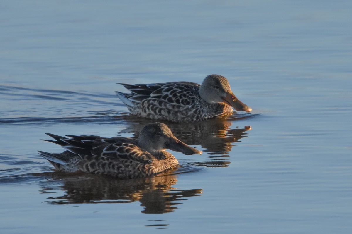 Northern Shoveler - ML647372481