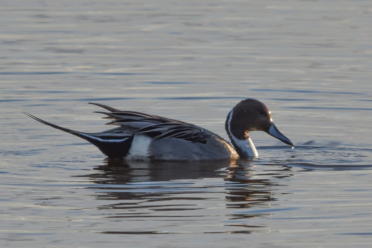 Northern Pintail - ML647372494
