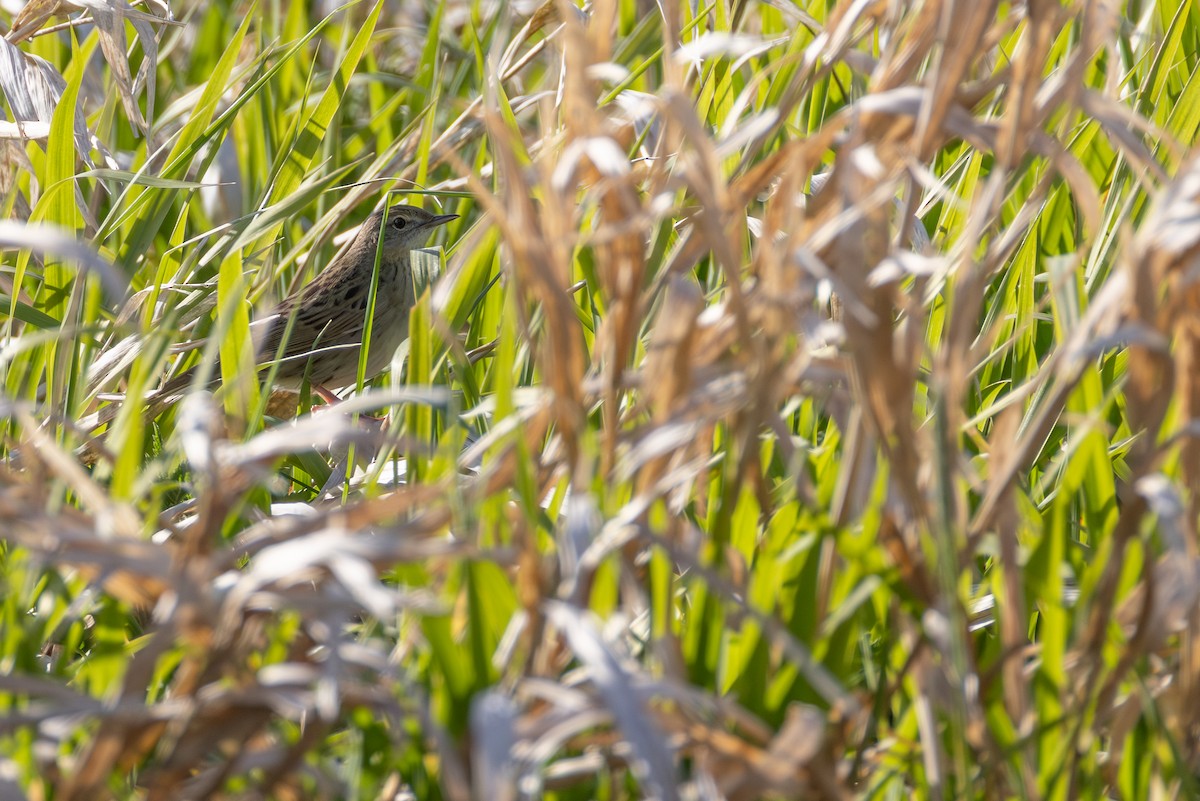 חרגולן מנומר - ML647372497
