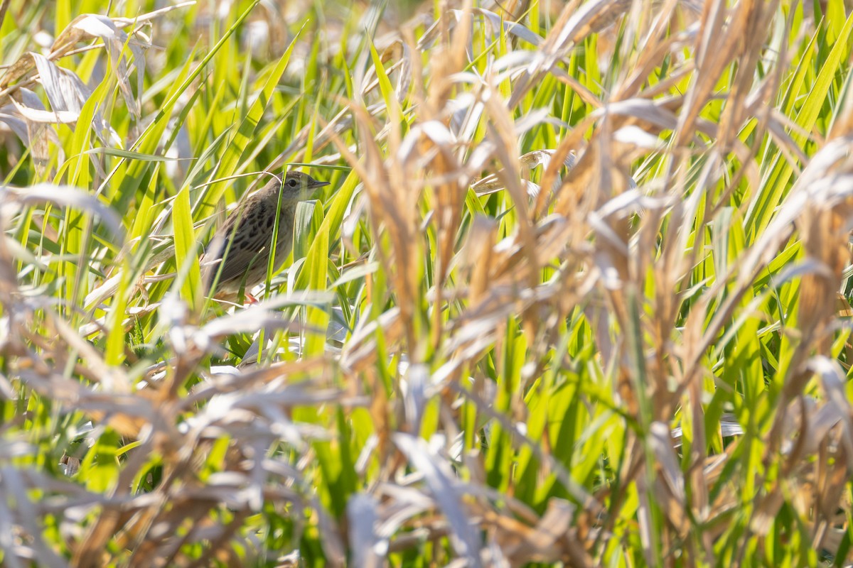 חרגולן מנומר - ML647372498
