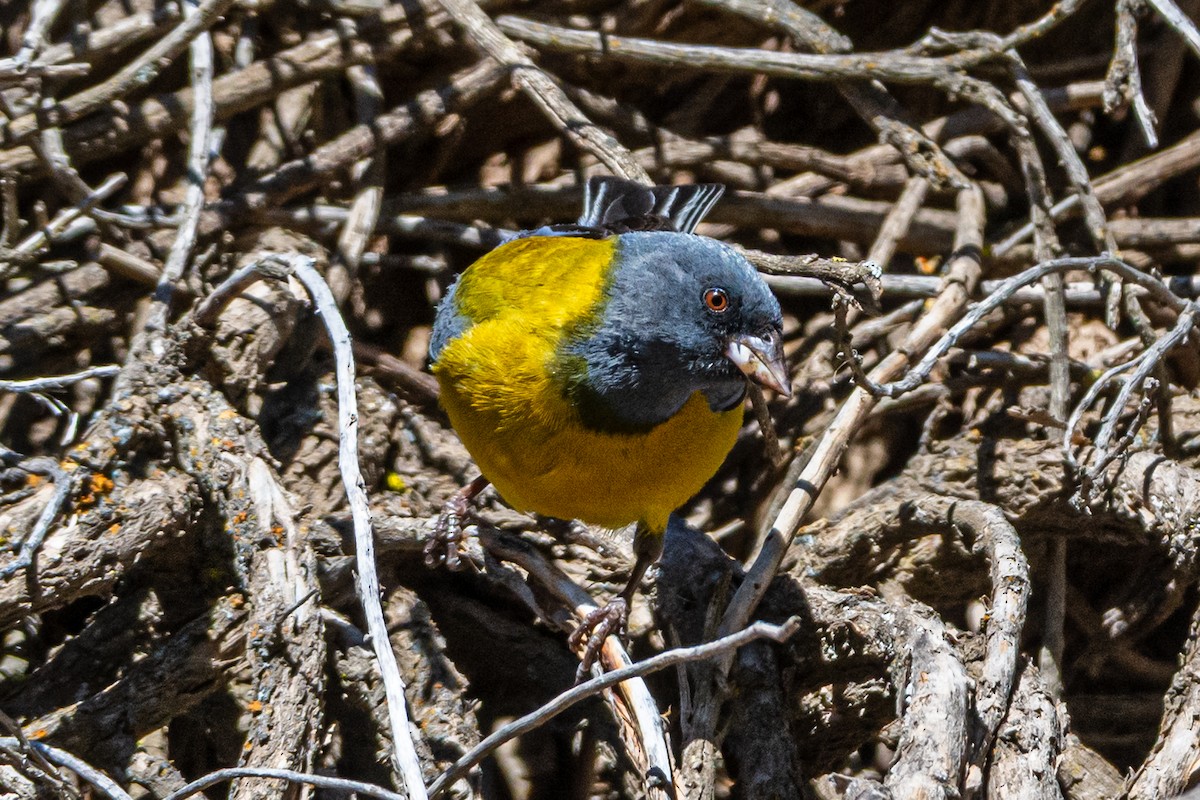 Gray-hooded Sierra Finch - ML647372500