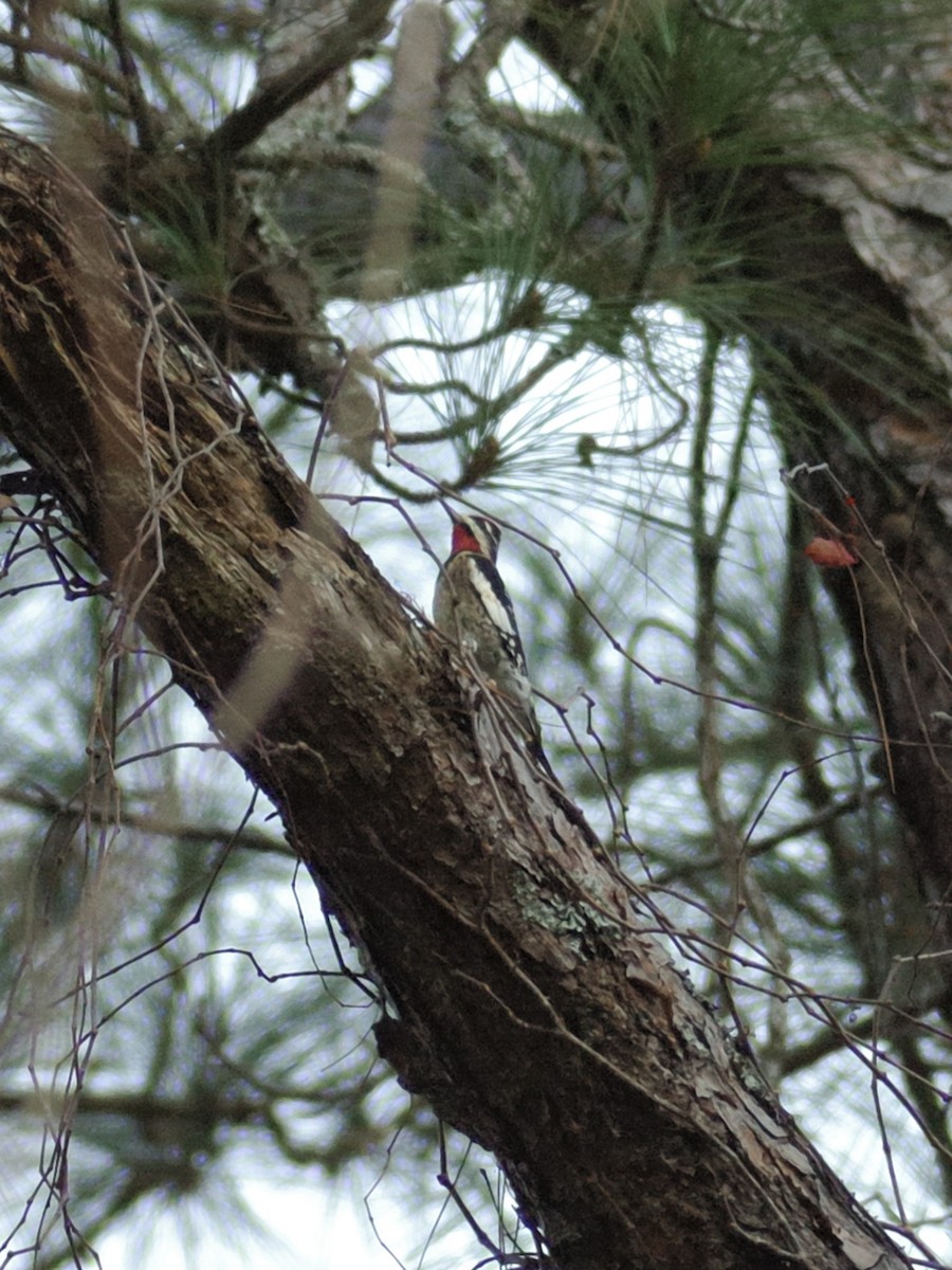 Yellow-bellied Sapsucker - ML647372501