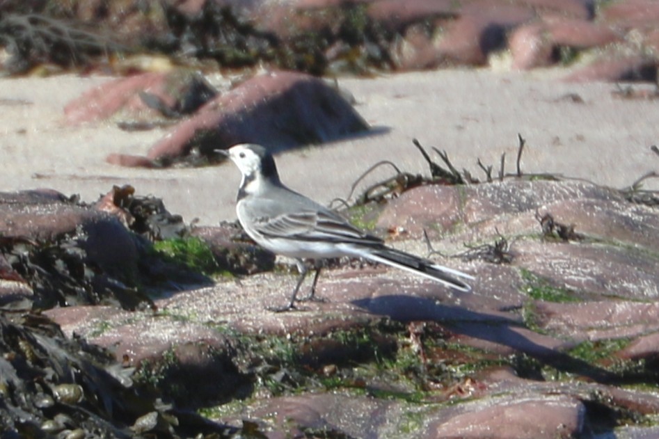 White Wagtail - ML647372502