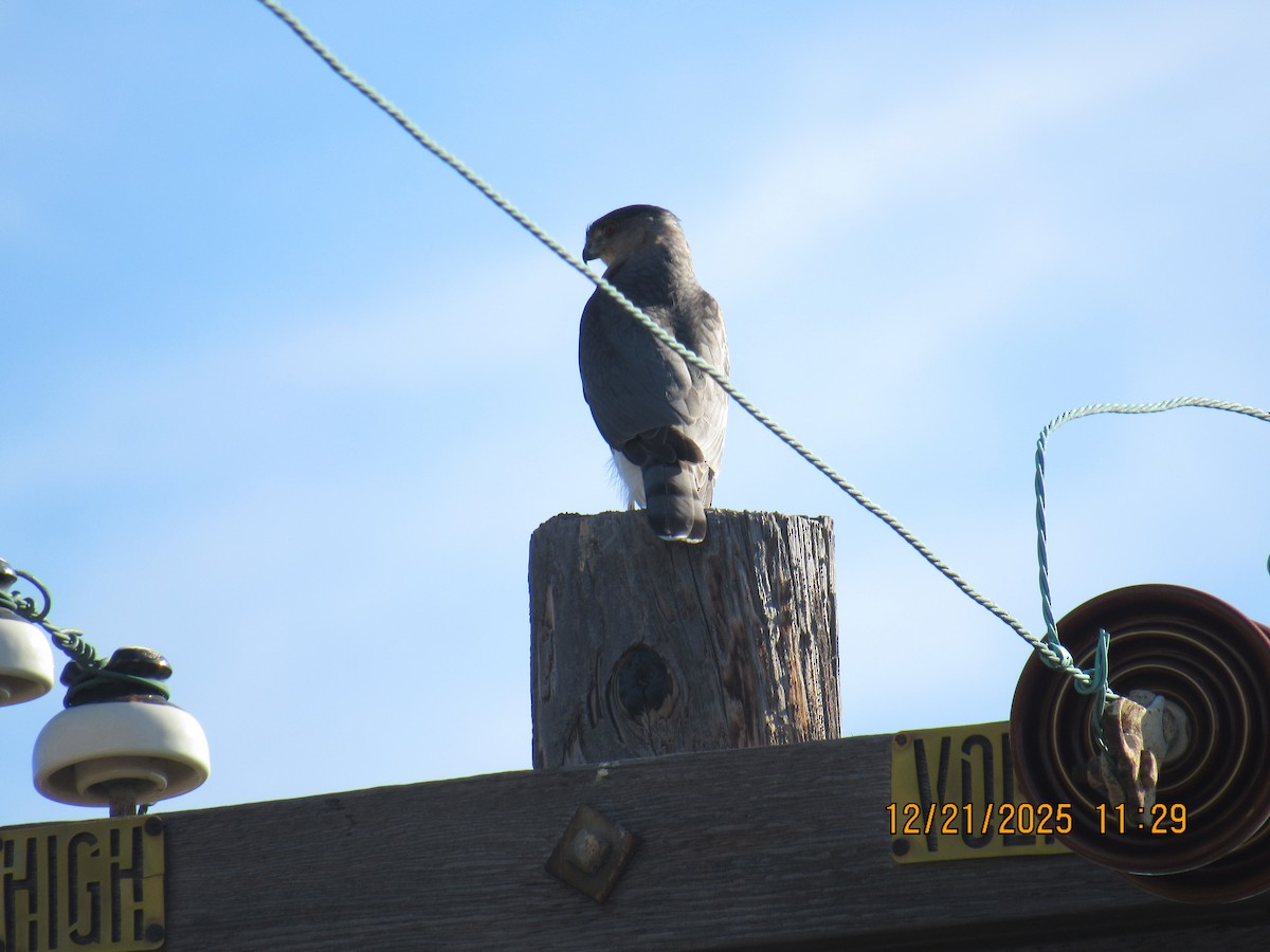 Cooper's Hawk - ML647372505