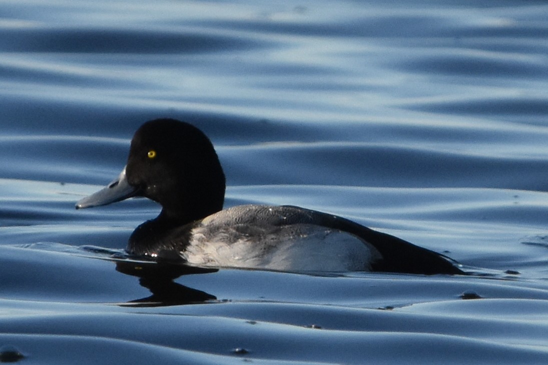 bergand - ML647372513