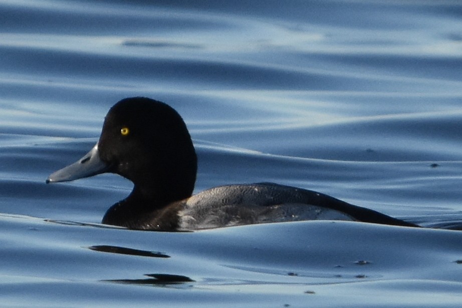 bergand - ML647372514