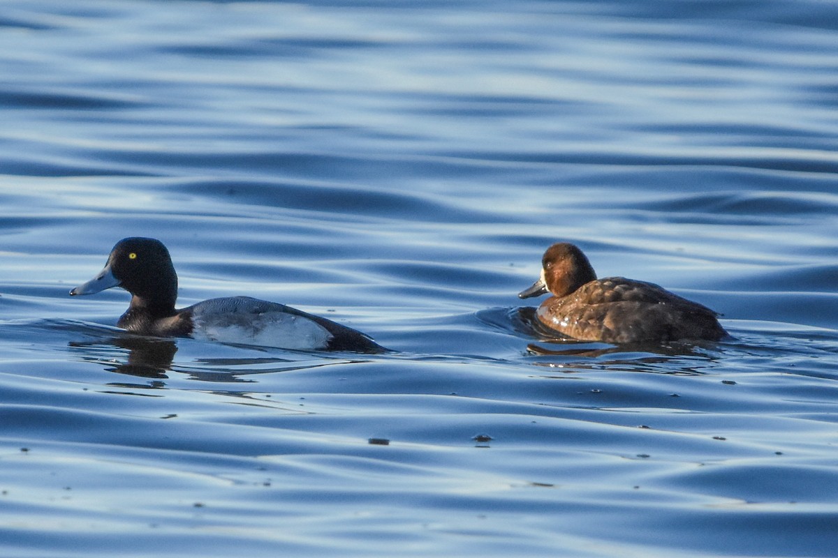 bergand - ML647372515