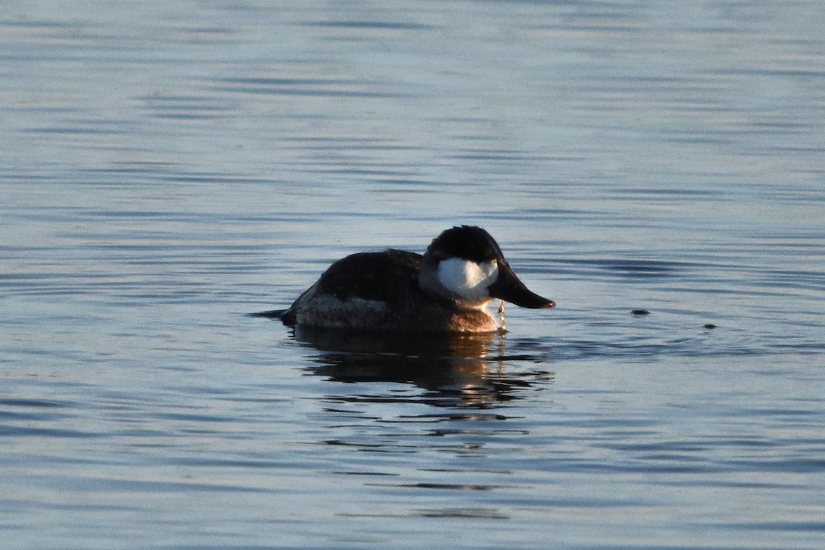 Ruddy Duck - ML647372523