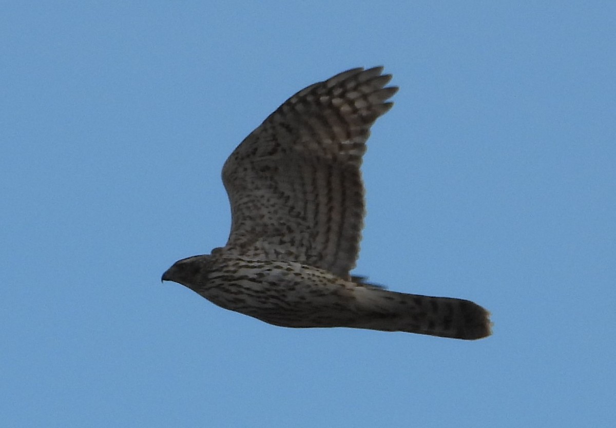 Cooper's Hawk - ML647372530